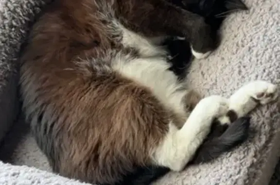 Lost Cat: Unique Black-Brown, Cross-Eyed