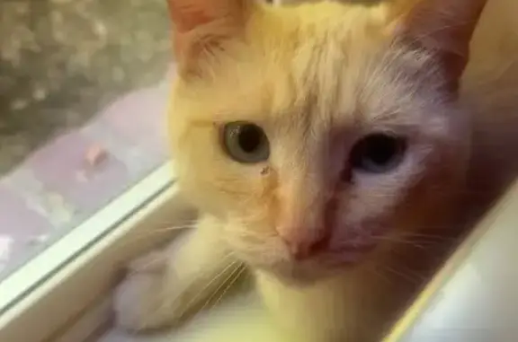 Lost Orange/White Siamese on McClelland St.