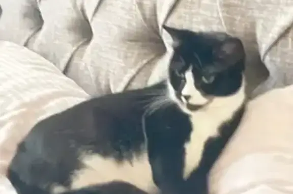 Missing Skittish Cat: Reedy View Drive