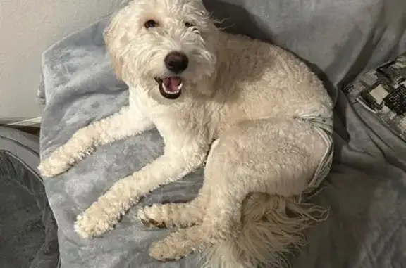 Lost Goldendoodle on Red Cloud Rd