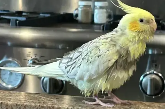 Lost and found pets Mesa, photo: Lost Yellow-Grey Bird in Mesa - Help!