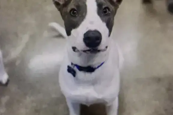 Lost Dog: White & Gray, Huge Ears