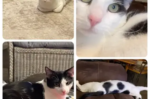 Lost: 8-Month-Old Cat, White & Spotted