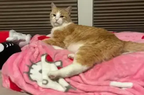 Lost: Orange Tabby Cat in Aldie Area