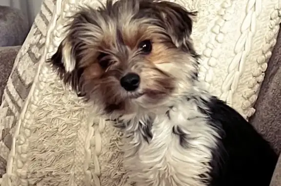 Help Find Beth: Friendly Biewer Yorkie Lost