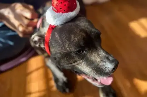 Lost Brindle Pitbull in Waldorf Area