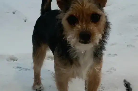 Lost: Friendly Brown Terrier-Chihuahua Mix