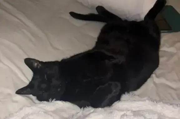 Lost Black Cat: Green Eyes, Child St, Boston