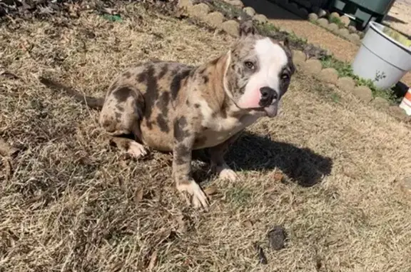 Lost Dog: Last Seen Near Crest Ridge