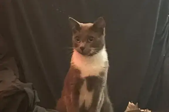 Lost Cat: Brown & White, Bondi Ave