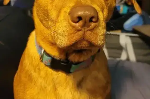 Missing dog Stockbridge, photo: Lost Dog: Ginger, Rust/Red Brindle Mix