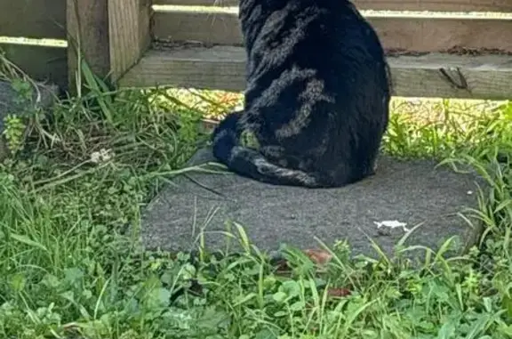 Lost Shy Cat Near Hothlyn Drive Area