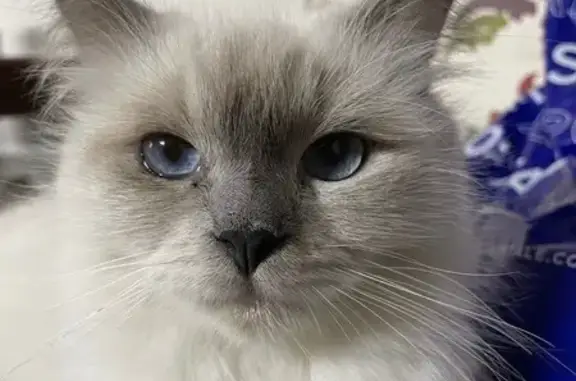 Help Find Jenny: White Himalayan Cat