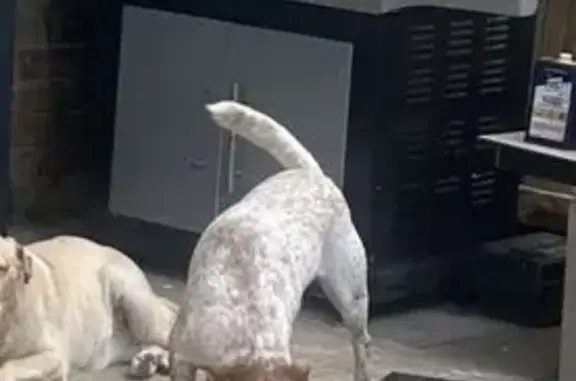 Lost Dog in Houston: Sweet Spotted Girl