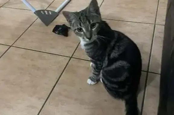 Lost pets Cairns, photo: Lost Kitten Eboni: Reward for Return!