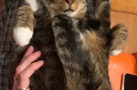 Lost: Skittish Tabby Cat Malcolm