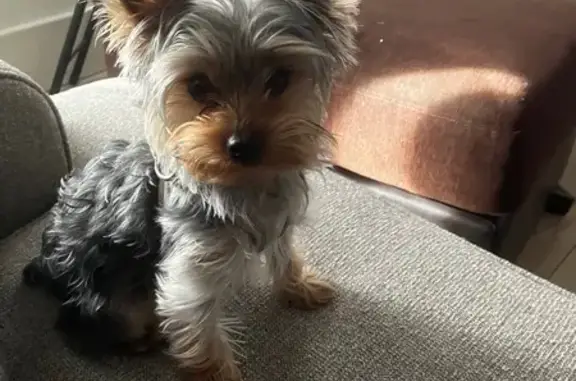Lost Tiny Dog: Gray/Brown on NW 74th St