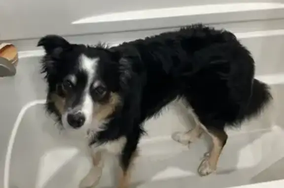 Missing dog West Bend, photo: Lost Tri-Color Border Collie in West Bend