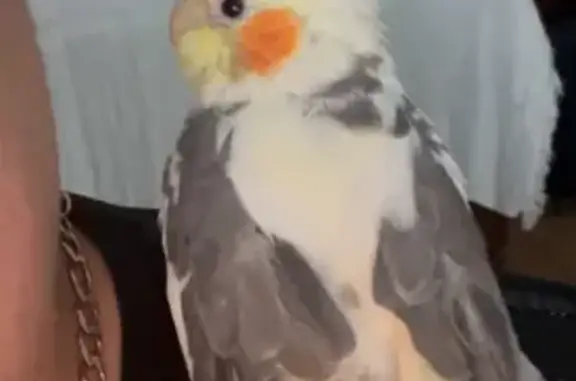 Lost Yellow Bird with One Leg in Vegas
