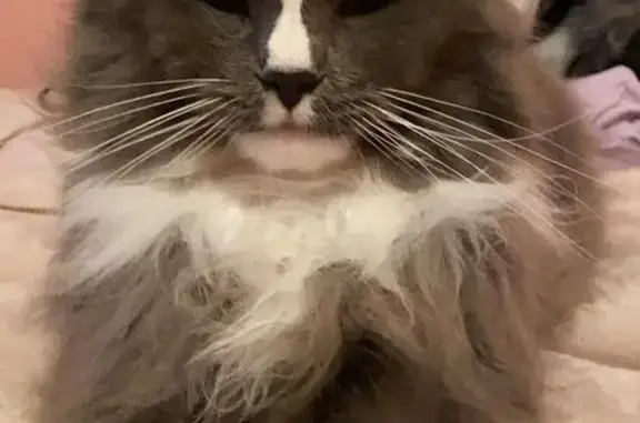 Missing cat Armadale, photo: Lost Cat: Fluffy, Grey & White in Armadale