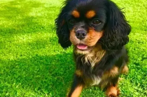 Chien perdu Andouillé, photo : Chien perdu : Cavalier King Charles, Andouillé