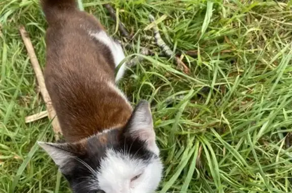 Chat trouvé Lestelle-Bétharram, photo: Chat câlin trouvé à Lestelle-Bétharram