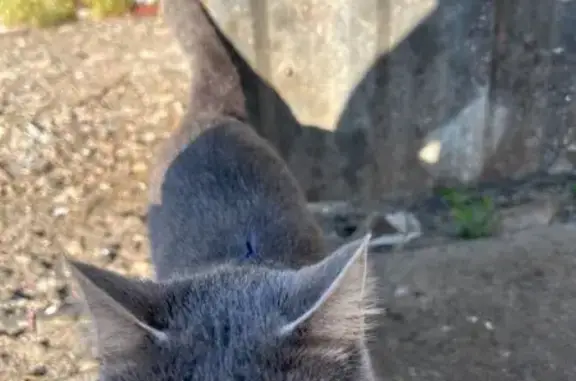 Знайдено кота з ошийником на В...