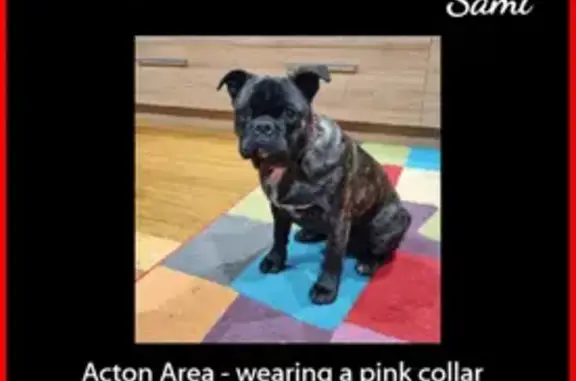 Lost Brindle Frug on Mount Street, Burnie
