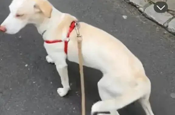 Chien perdu : Zora, blanche, yeux bleus - photo