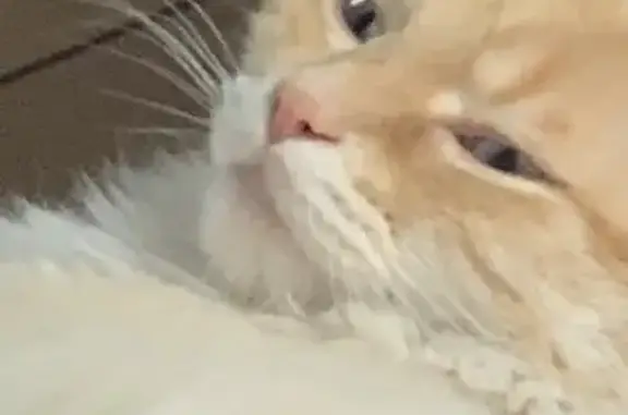 Chat perdu après l'orage à Valenciennes - photo
