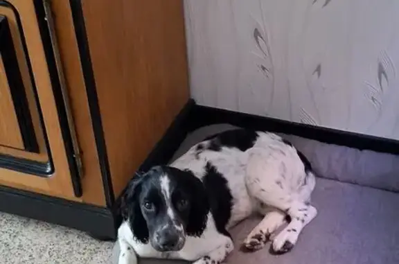 Chienne springer perdue à Trith-Saint-Léger - photo