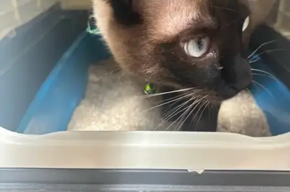 Se Busca: Gato Siamés Perdido en San Miguel