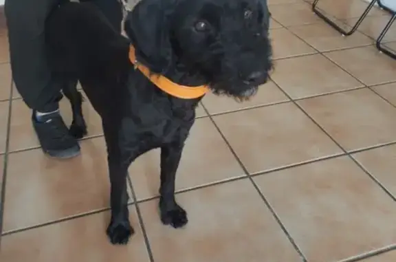 Perro Negro Juguetón Buscando...