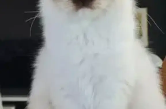 Chat perdu, Cabriès, photo: Chat perdue, Blanche tête foncée, Cabriès