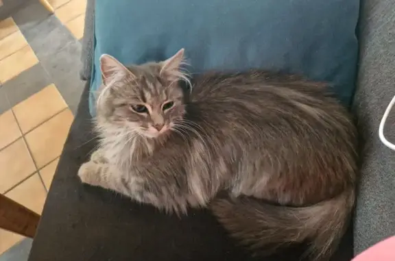 Petite chatte grise perdue à Châtel-Guyon - photo