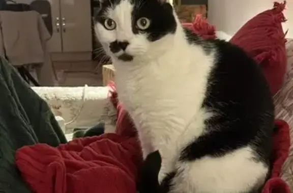 Animaux perdus Peynier, photo: Chat perdu : Pepino noir et blanc, Peynier