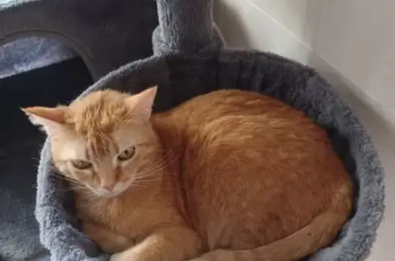 Color atigrado rojizo, pesa unos 4 kg, muy tranquila y dócil, sociable está esterilizada, lleva microchip, no lleva collar, no acostumbra salir a la calle El sábado pasado, 21/06 por la tarde / noche entró por el tejado en casa de un vecino y desde allí salió a la calle.