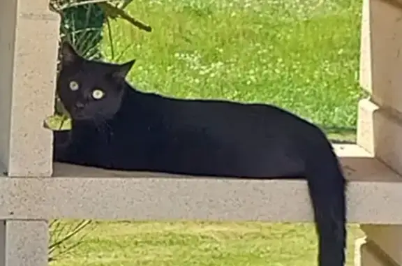Animaux perdus Épinal, photo: Chat perdu, patte gauche tachetée, Épinal