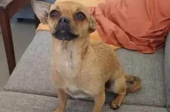 Chien perdu Nantes, photo : Chihuahua trouvé, fourrière Nantes