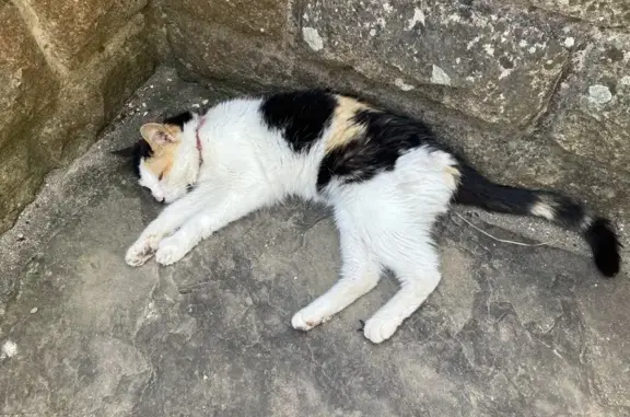 Animaux trouvés Quimper, photo: Chat tricolore trouvé, maigre, collier rose.