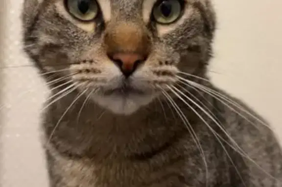 Chat tigré peureux perdu à Mâcon - photo