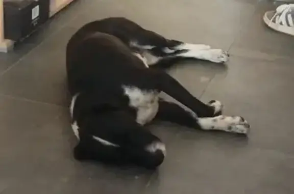 Chien tacheté trouvé à Colomiers - photo