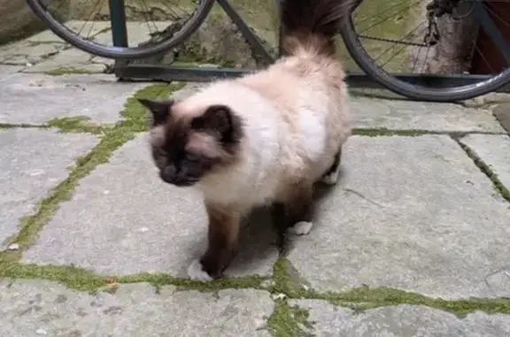 Chatte trouvée, collier rose/violet, Besançon - photo