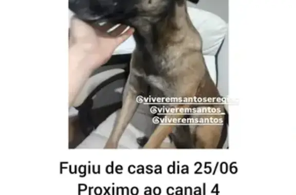 cachorro desaparecida