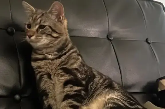 Chat perdu, Troyes, photo: Chat perdue, craintif, Rue Hennequin, Troyes