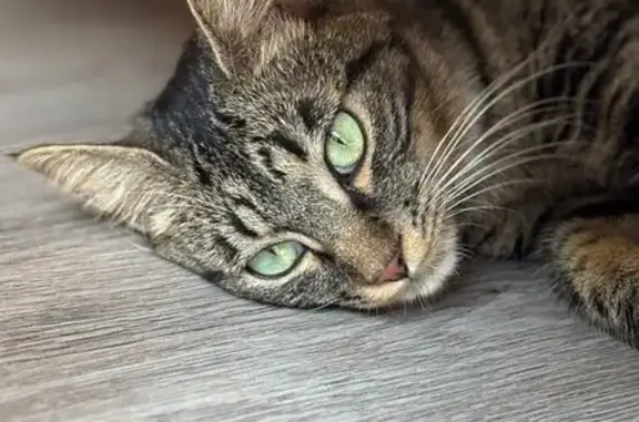 Animaux perdus Croissy-sur-Seine, photo: Chatte tigrée perdue à Croissy-sur-Seine