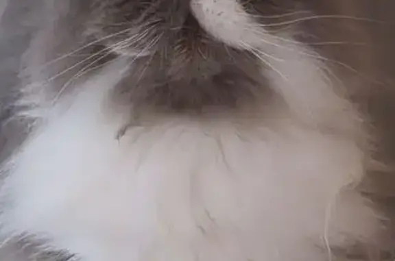 Animaux perdus Angers, photo: Chat persan perdu, possible blessure, Angers