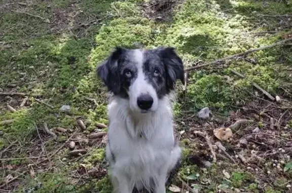 Chien Border Collie perdu à Vercors - photo