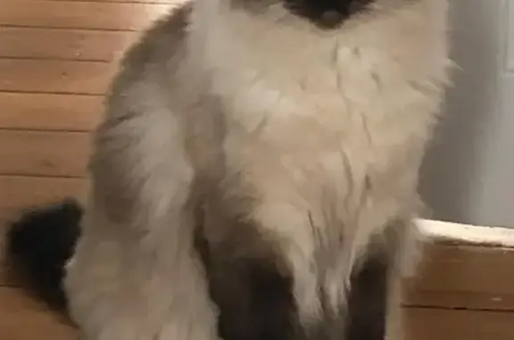 Chat perdu, Strasbourg, photo: Chat Ragdoll 7 ans perdu à Strasbourg