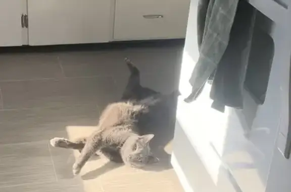 Lost Grey Cat Sid: Needs Meds, Loves Chicken